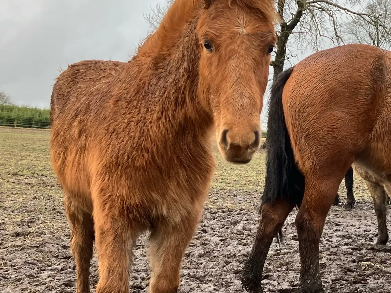 Billede 2 - Ponyføl, hingst