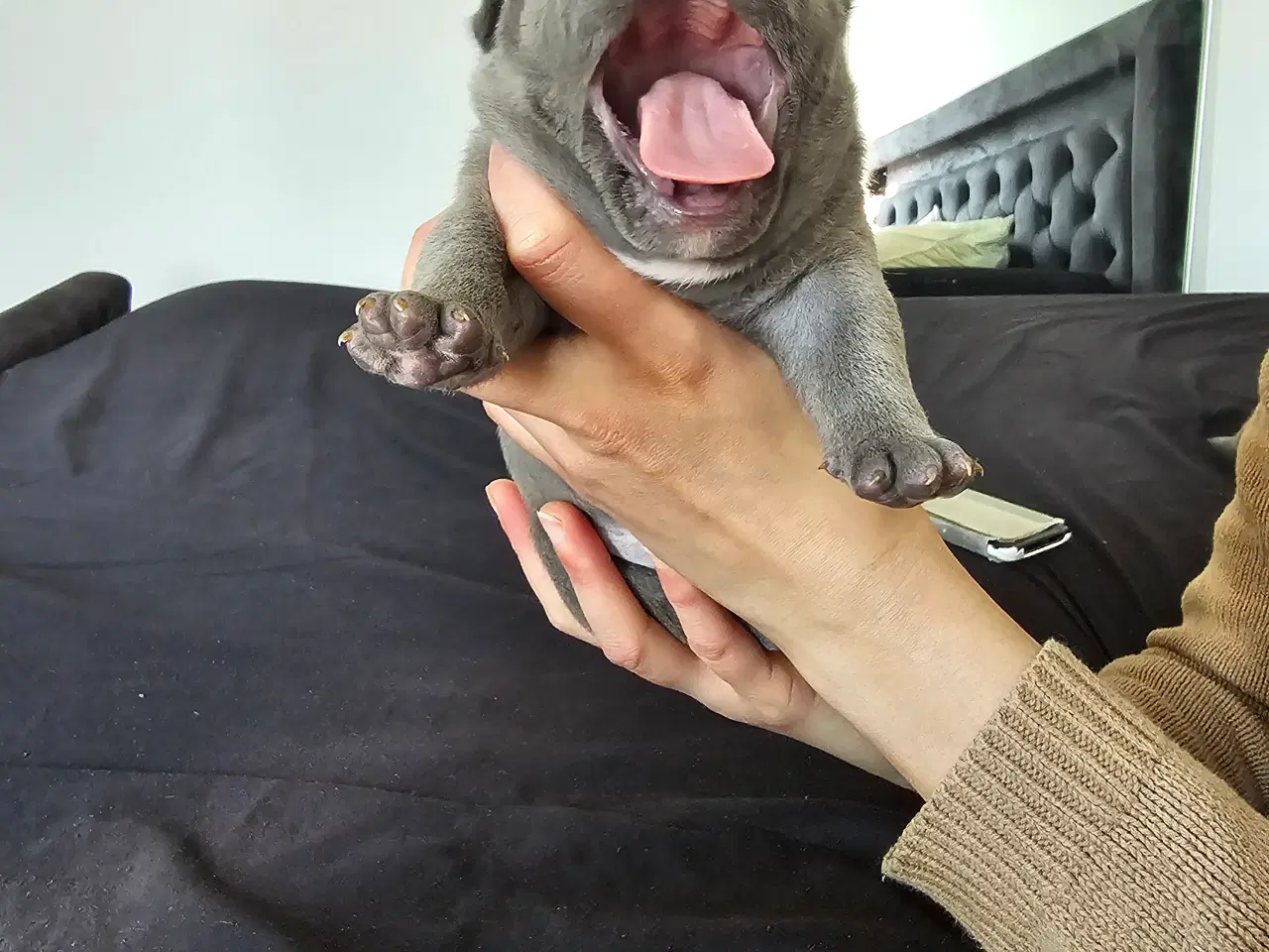 Billede 5 - American bully 