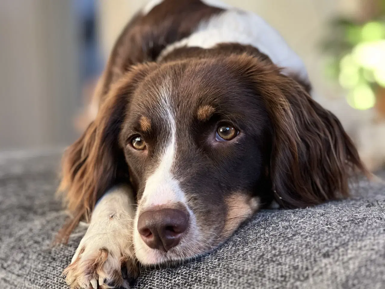 Billede 2 - Petra søger sit for evigt hjem ❤️