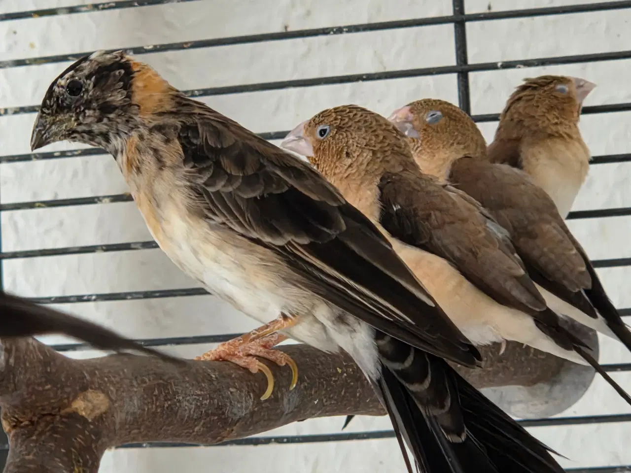 Billede 1 - Paradiseenker 