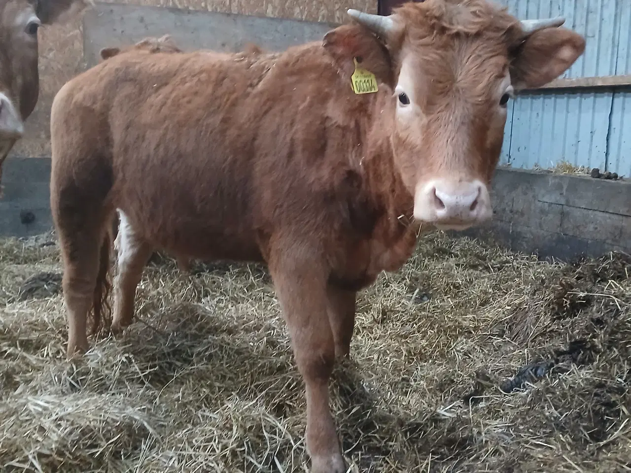 Billede 1 - Limousine tyrekalv købes