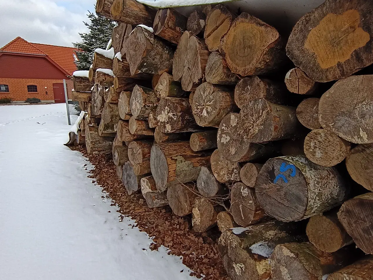 Billede 2 - Bøgetræ i stammer