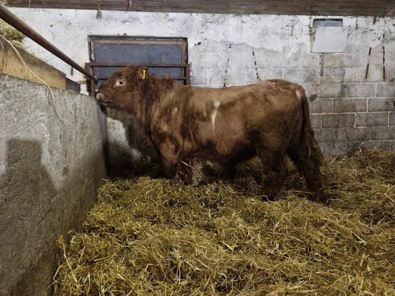Billede 4 - Galloway tyrekalv sælges