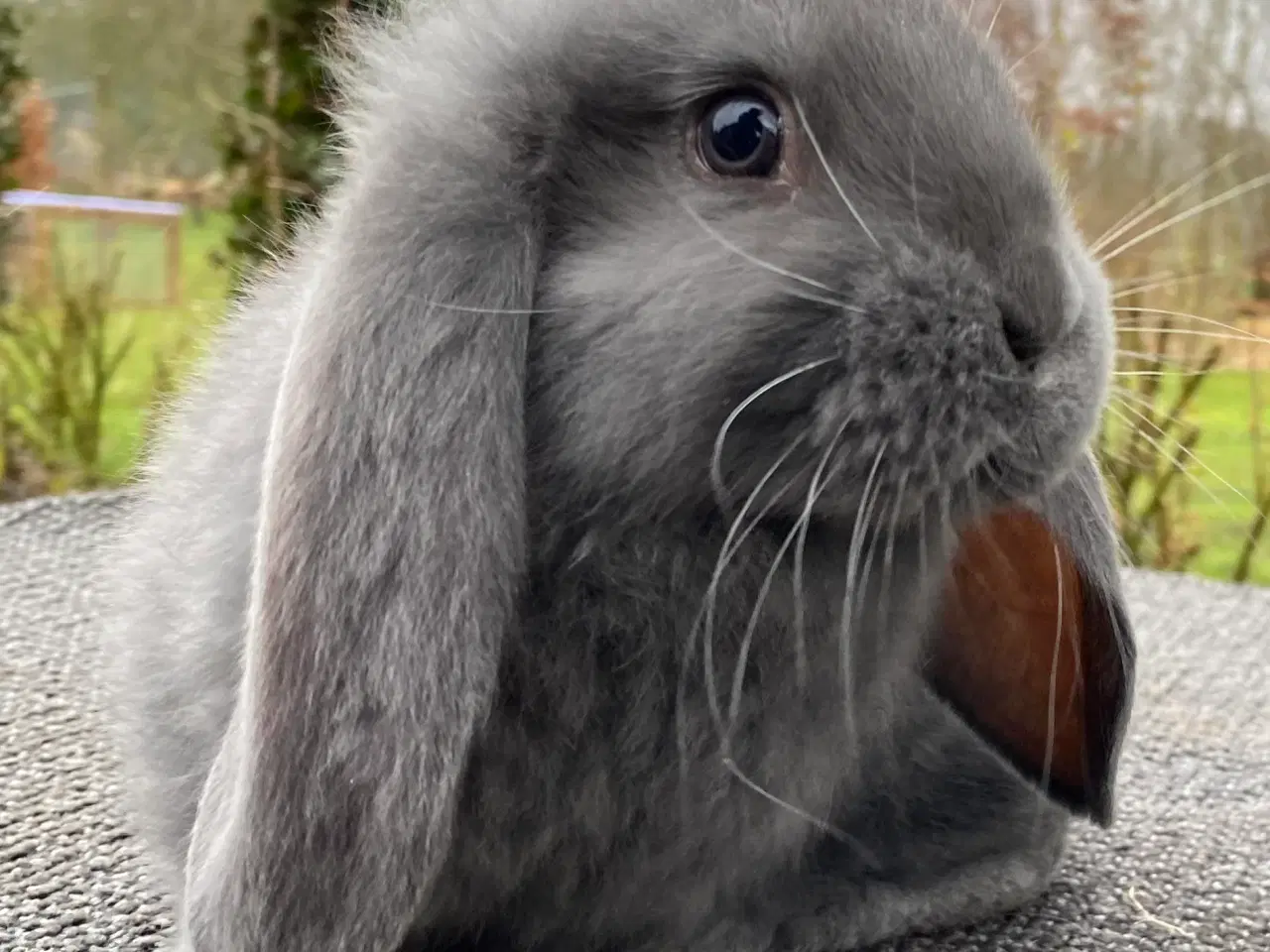 Billede 8 - FRANSK VÆDDER HAN BLÅ