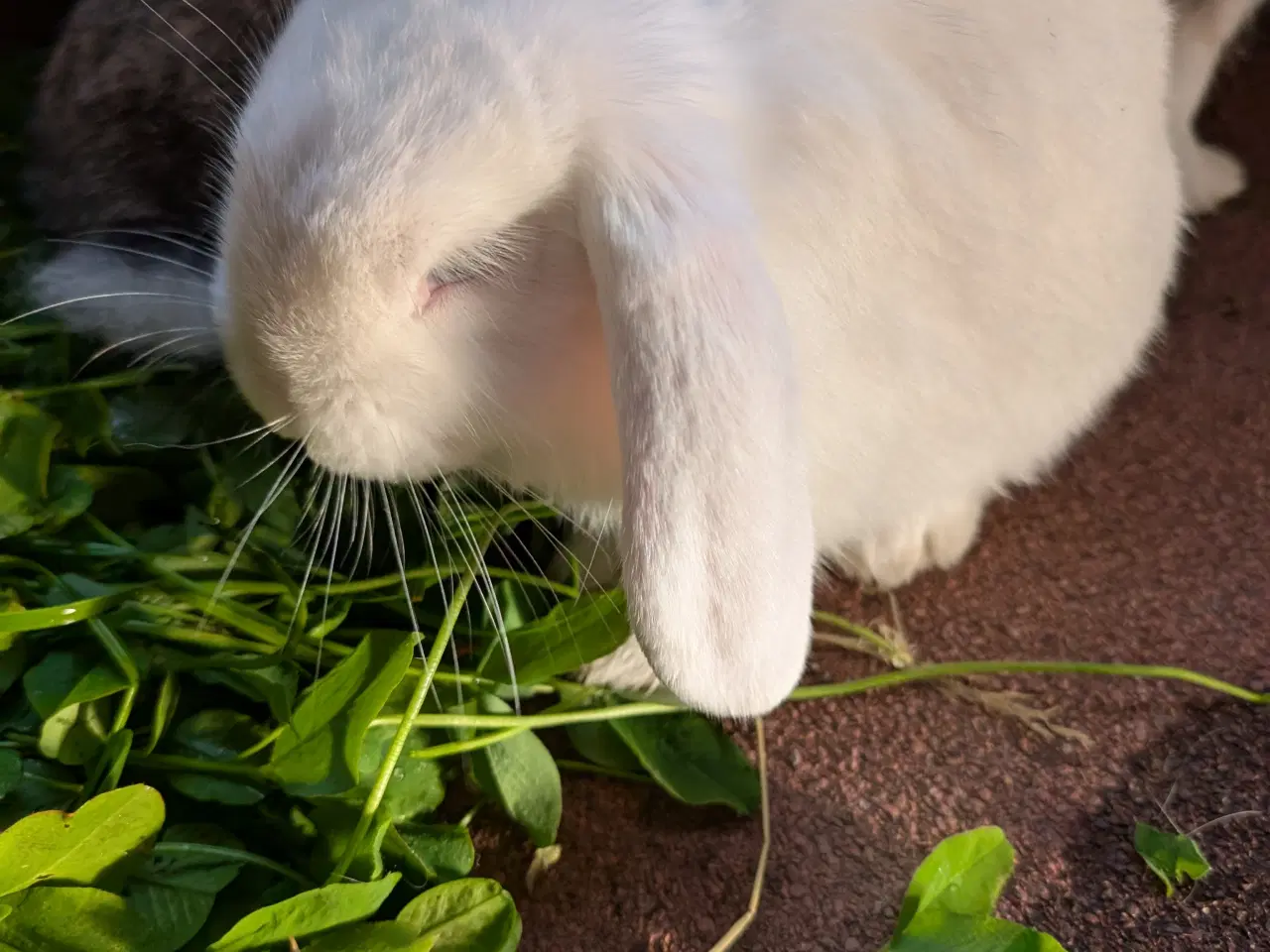 Billede 3 - Kaniner mini lop