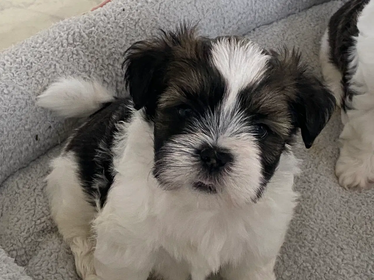 Billede 4 - Lhasa apso hvalpe 