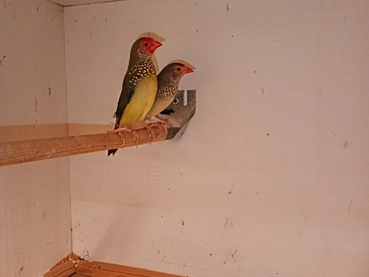 Billede 1 - Rødmasket sivastrild 