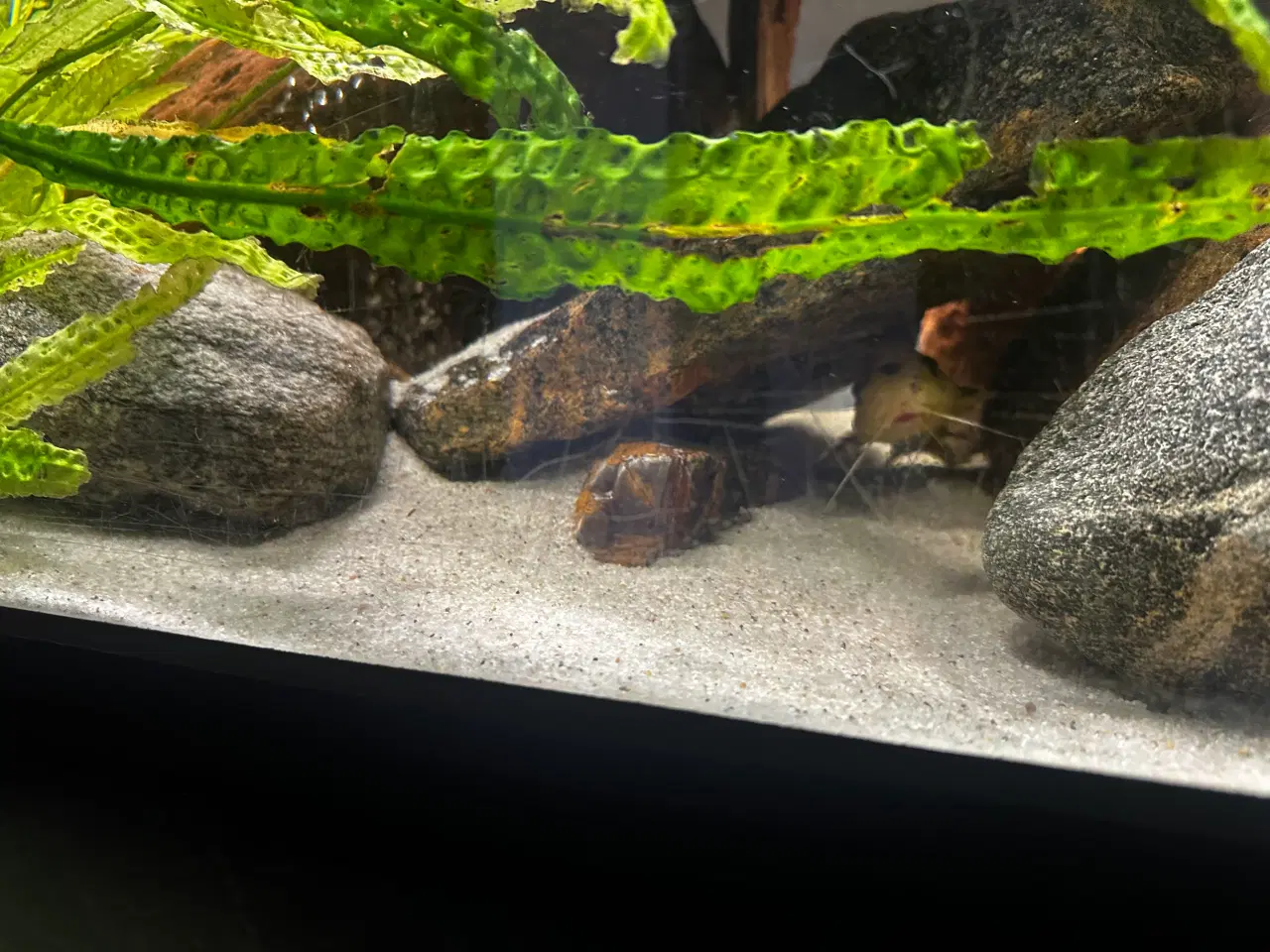 Billede 14 - Malawi og andet