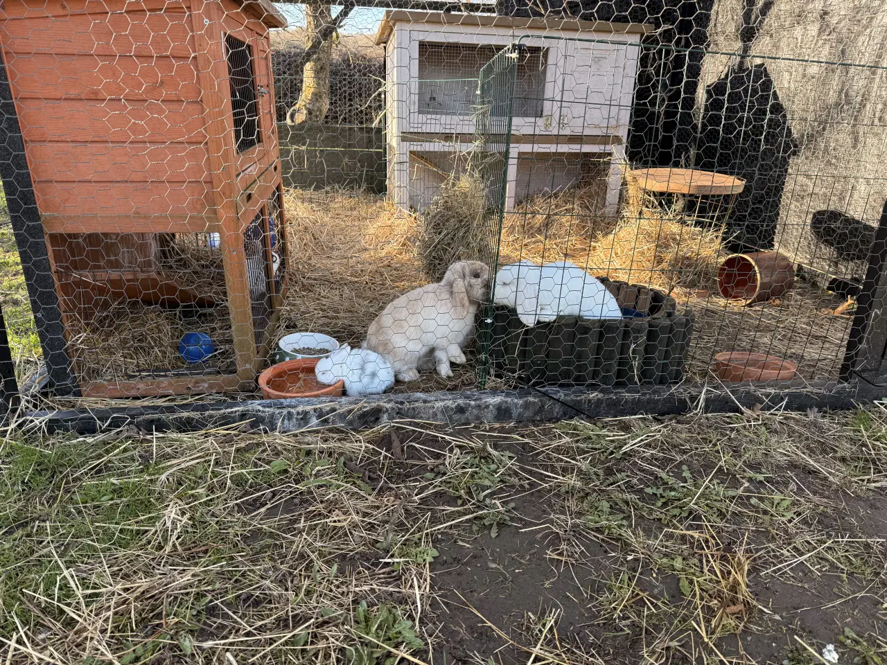 Billede 6 - Mini Lop kaninunger