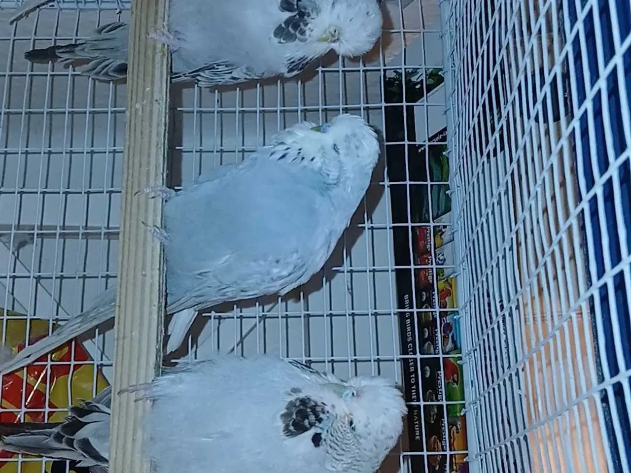 Billede 4 - Engelske undulater 