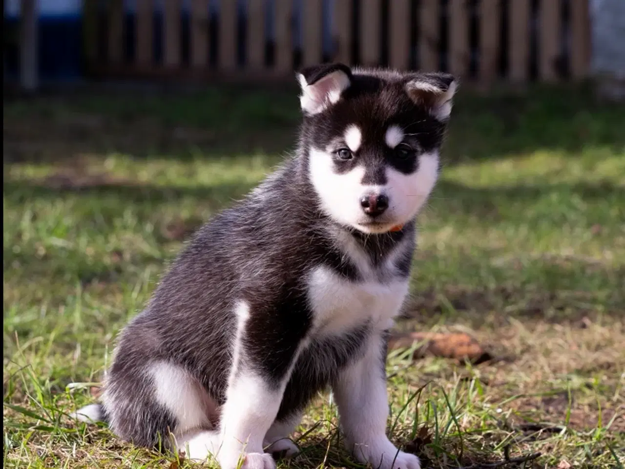 Billede 8 - Alaskan Husky/malamute hvalpe