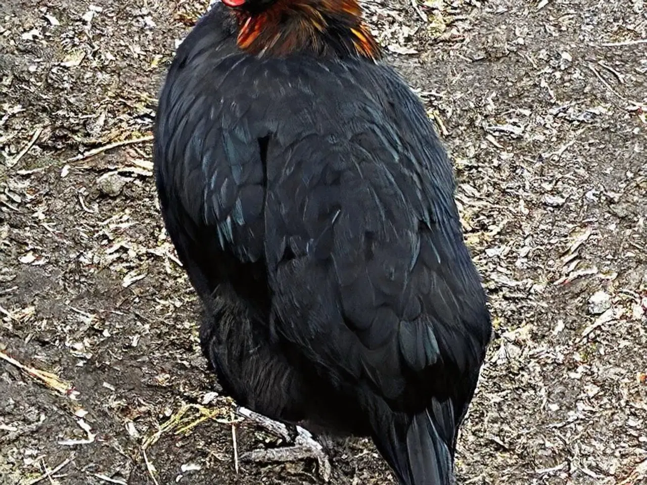 Billede 4 - 34 Kyllingen 