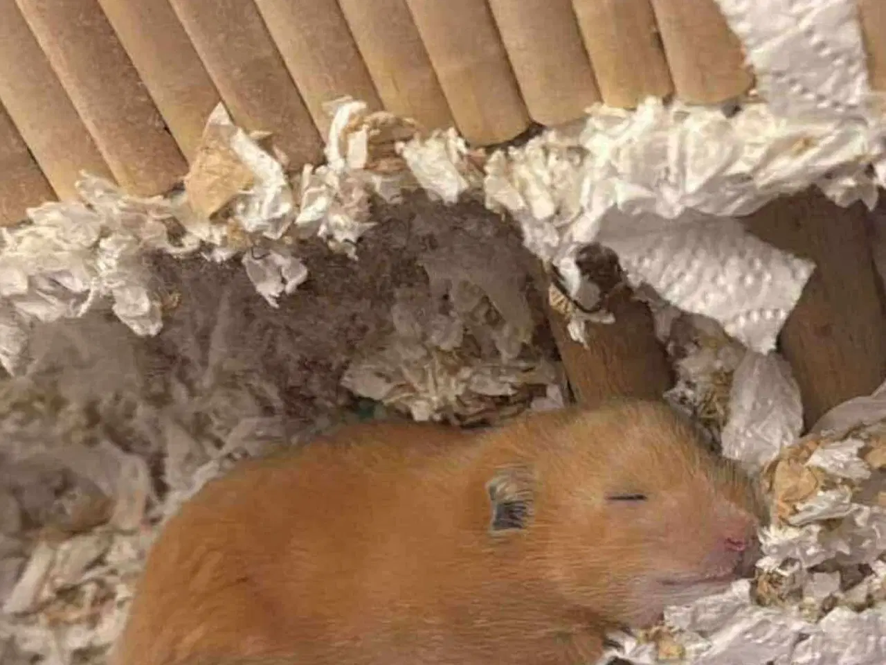 Billede 4 - Guld hamster unger