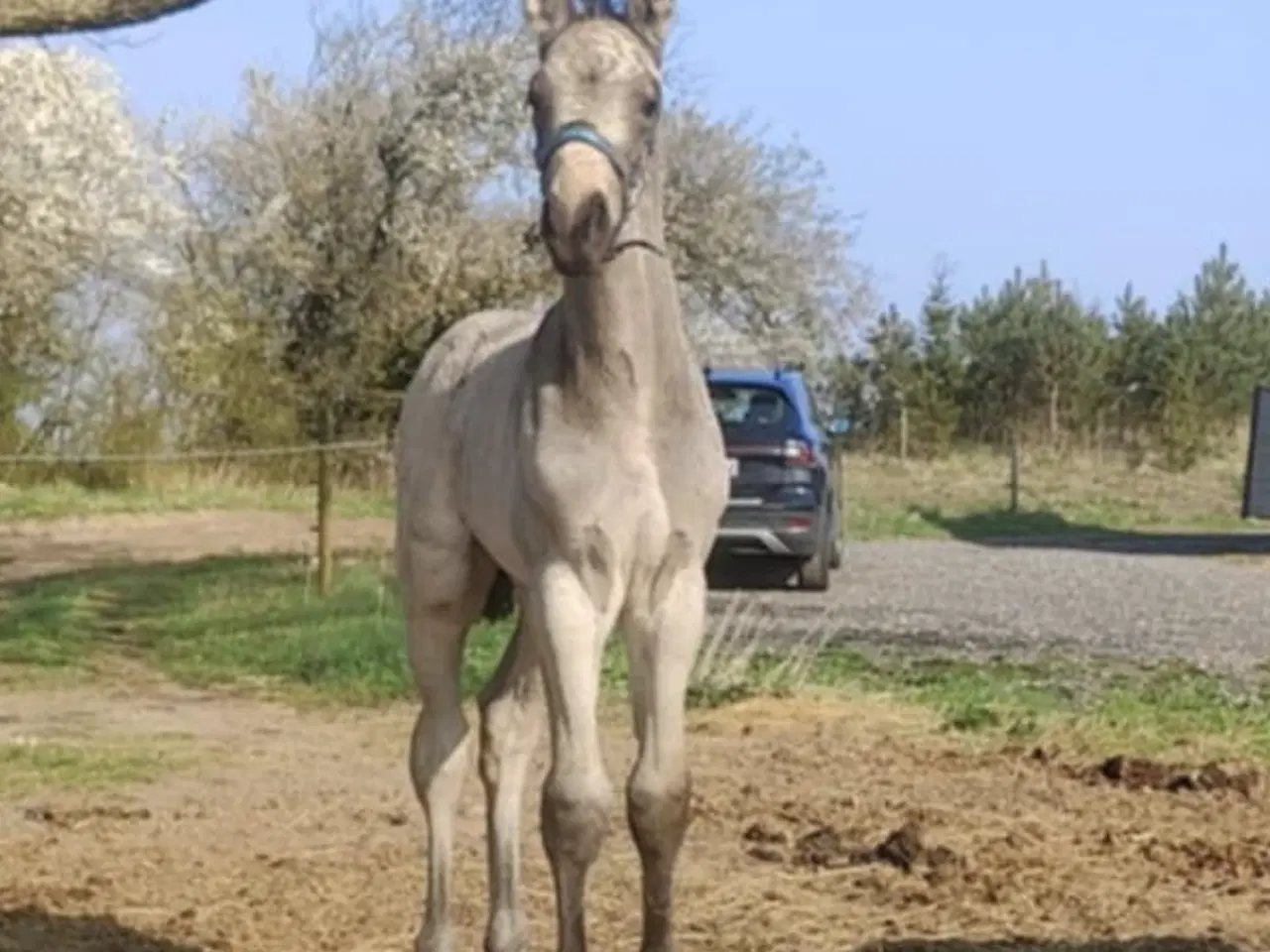Billede 3 - Bedækning ved kåret og avlsgodkendt palomino hings