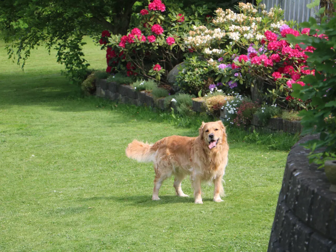Billede 20 - Verdens smukkeste Golden Retriever hvalpe