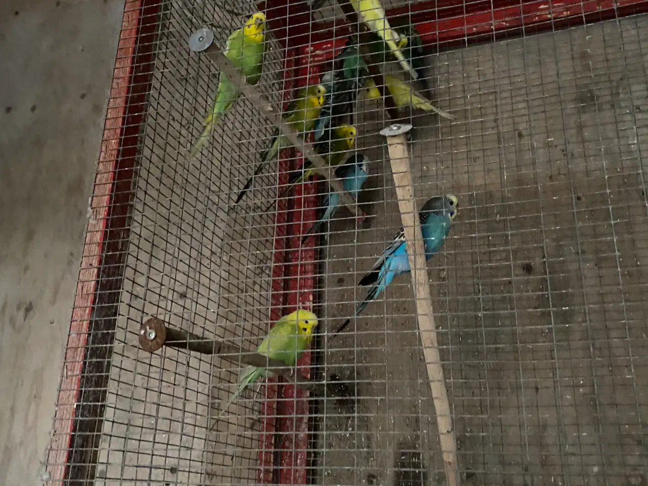 Billede 2 - Undulater blandet flok