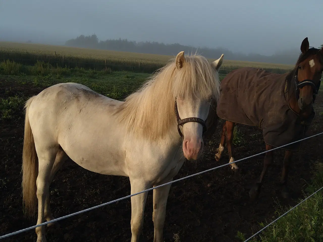 Billede 3 - Lækker cremello ismule