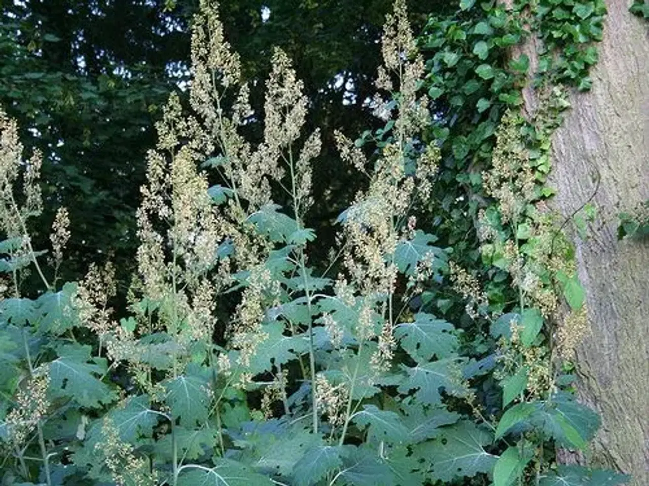 Billede 3 - Fjer-valmue - Macleaya 