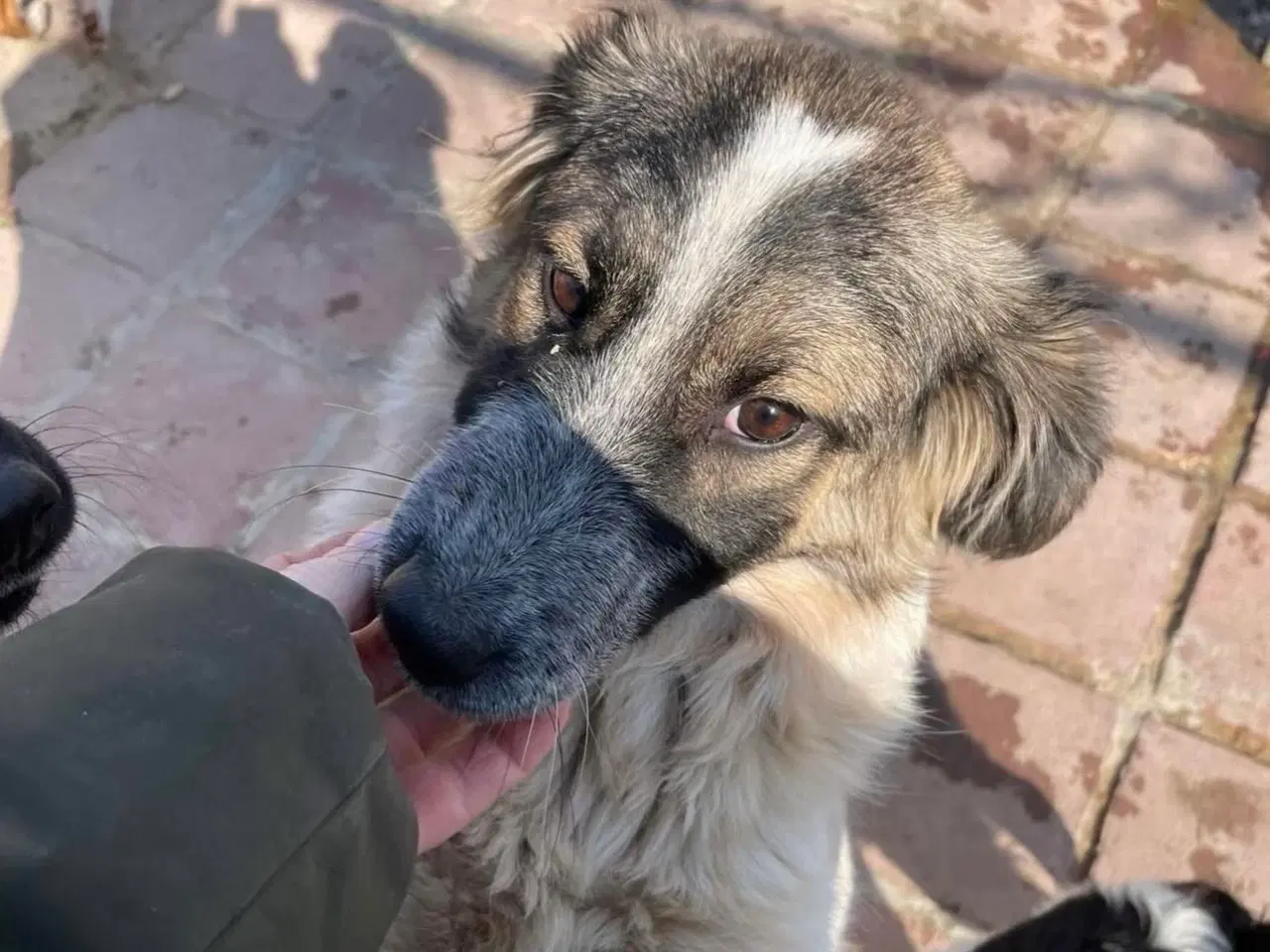 Billede 8 - Smukkeste Pepper søger familie 😍