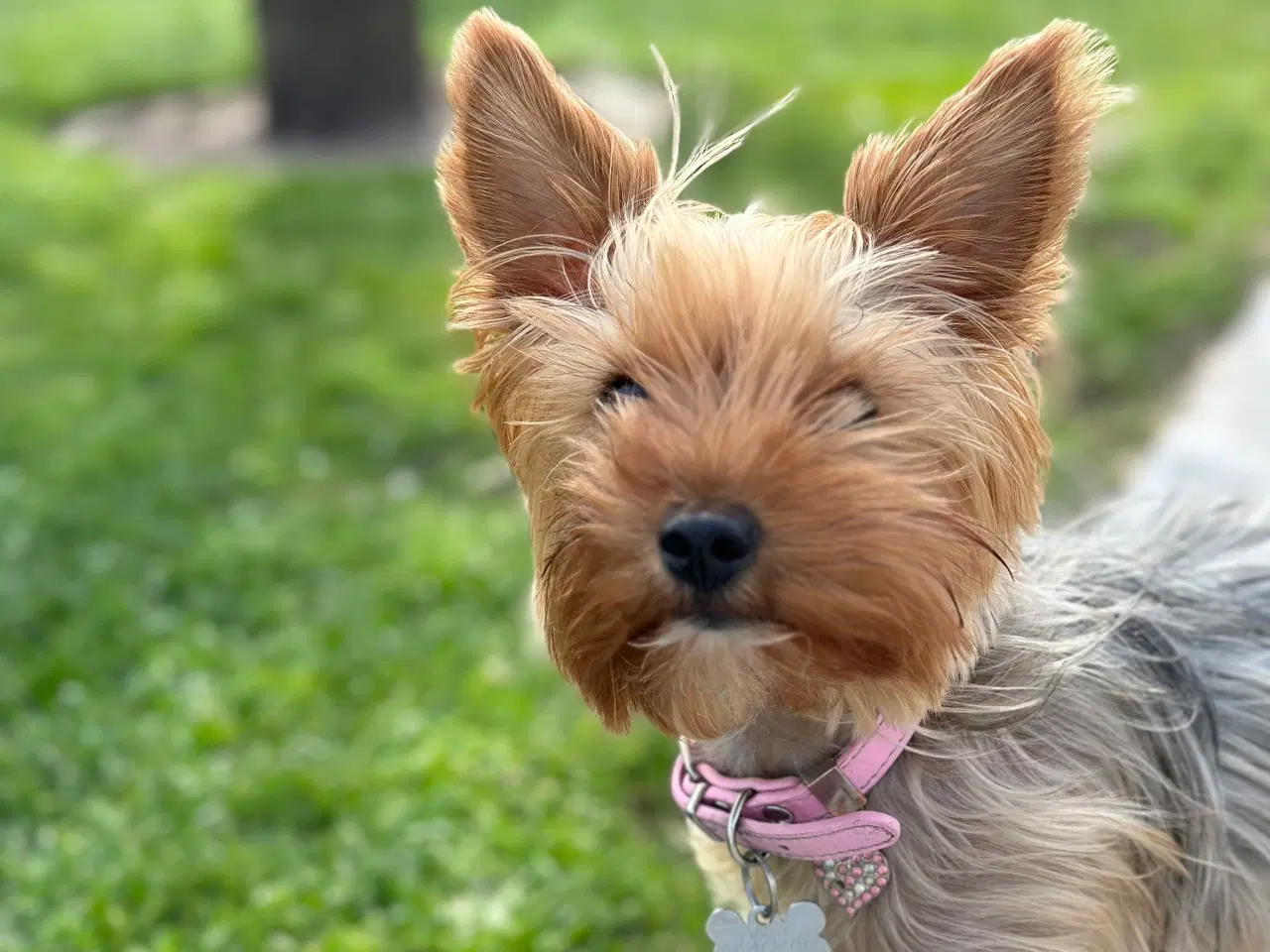 Billede 7 - Yorkshire terrier tæve