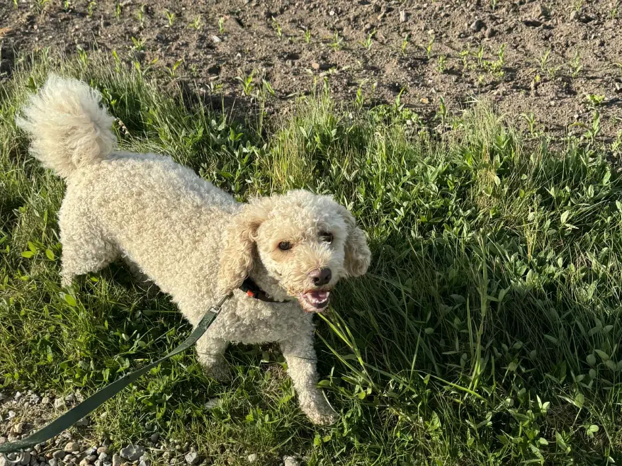Billede 2 - 🐾 Eddie Doodldoodl  Søger voksen familie 🐾