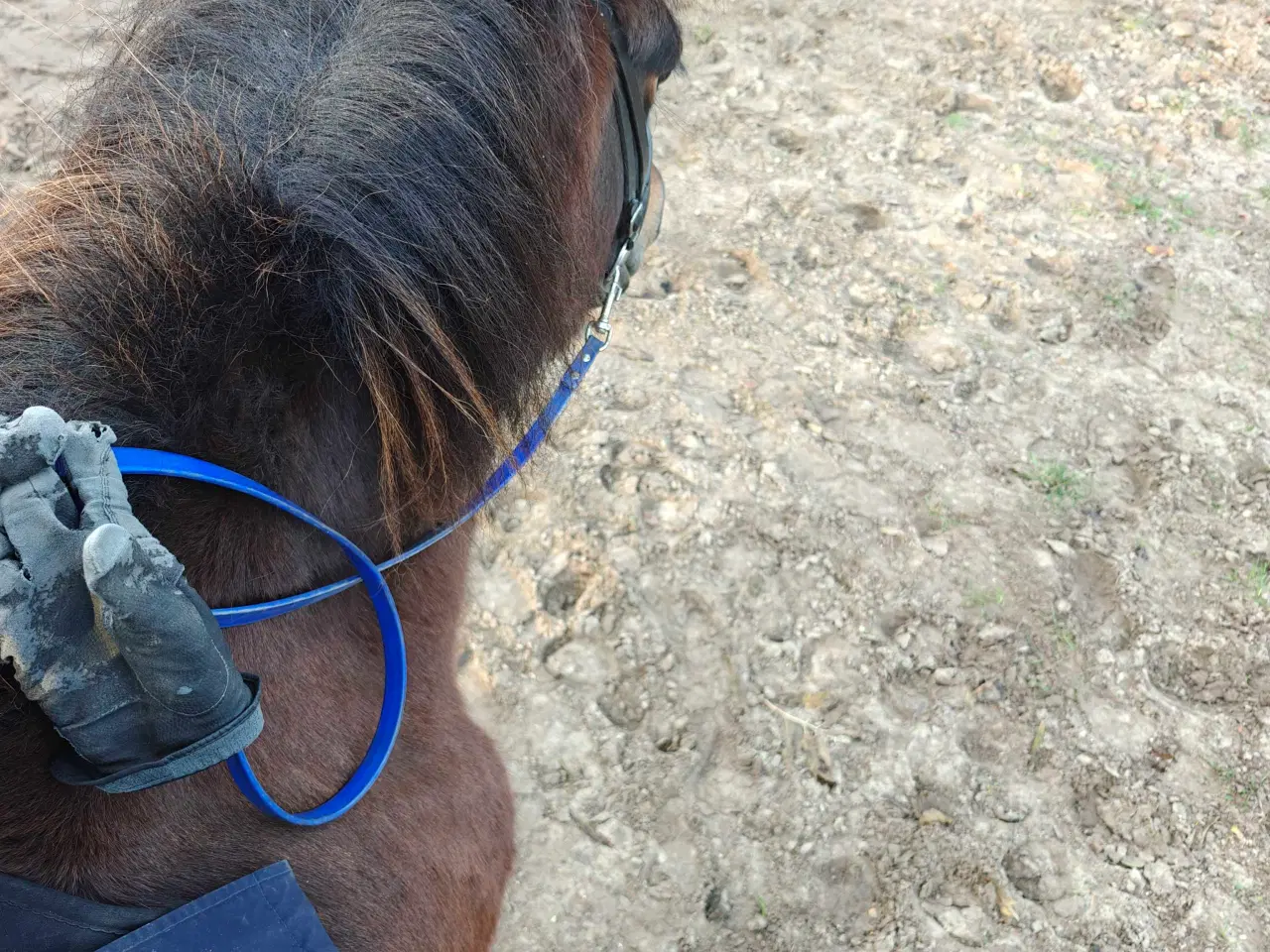 Billede 9 - Stor og cool ung islænder hoppe 