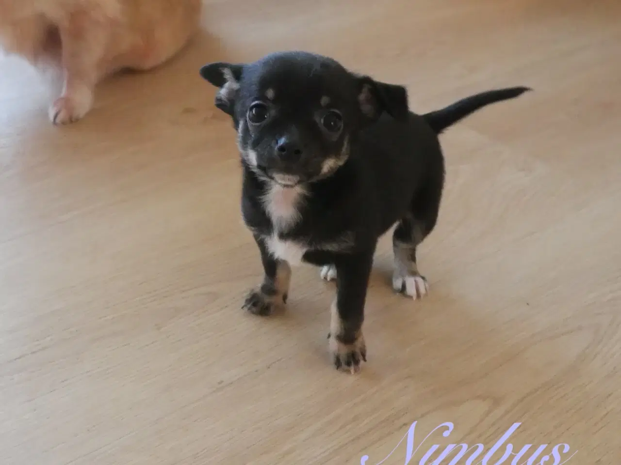 Billede 12 - Små, Superskønne pomchi hvalpe sælges