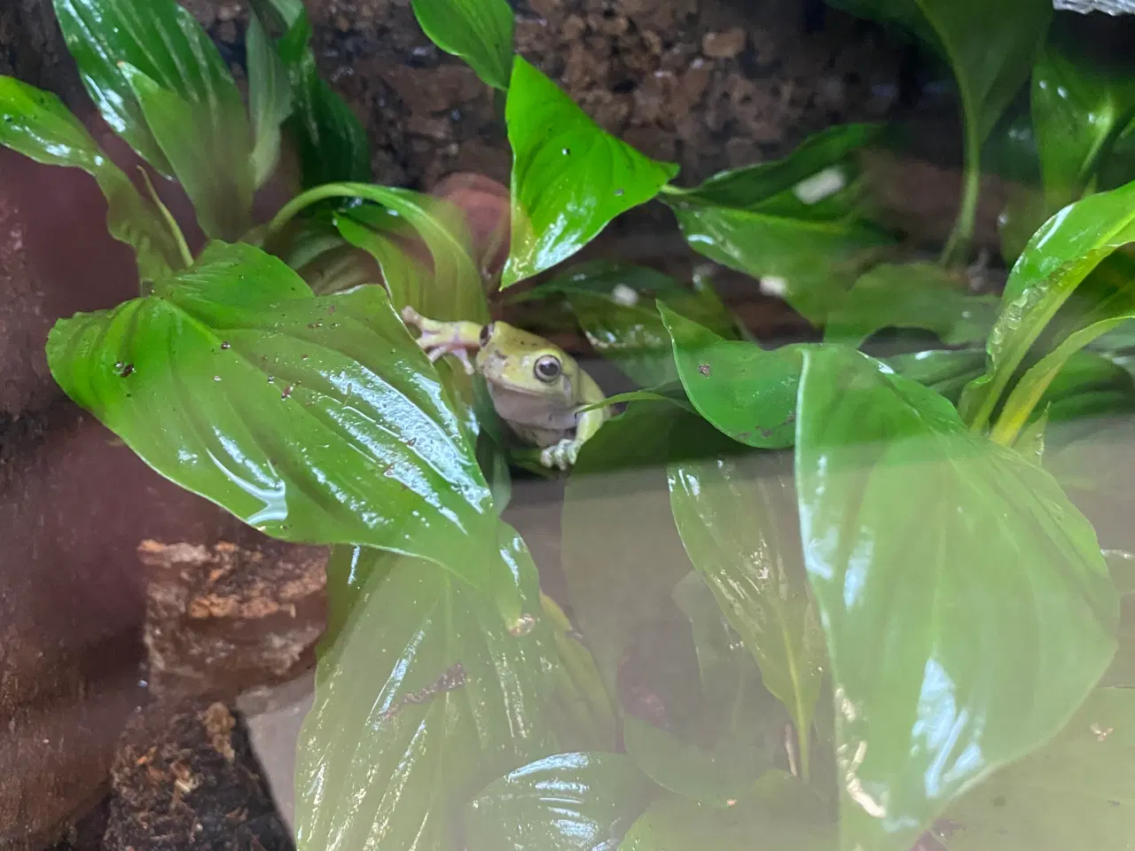 Billede 6 - Terrarier efter ønske – jeg laver/bygger/indretter