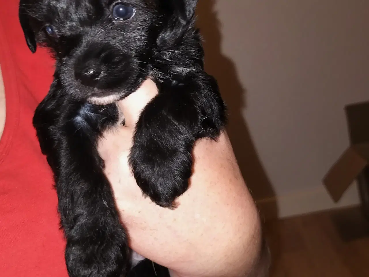 Billede 8 - Chinese crested/powder puff drenge med DKK stambog