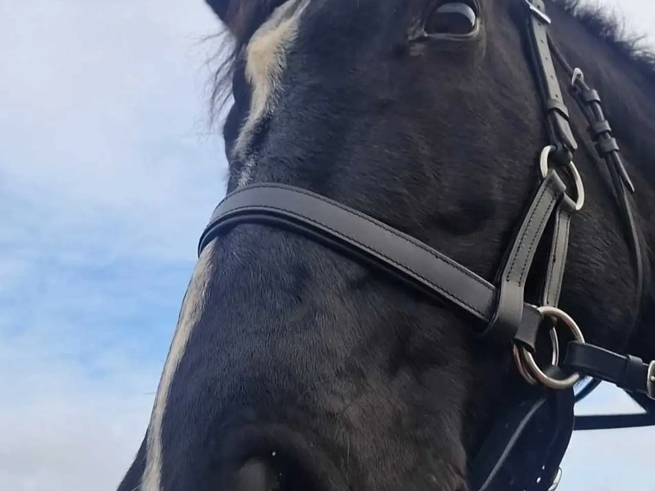 Billede 1 - Hannovaraner hoppe fra 2012