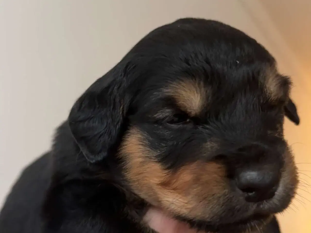 Billede 5 - Golden Retriever/Rottweiler hvalpe til salg