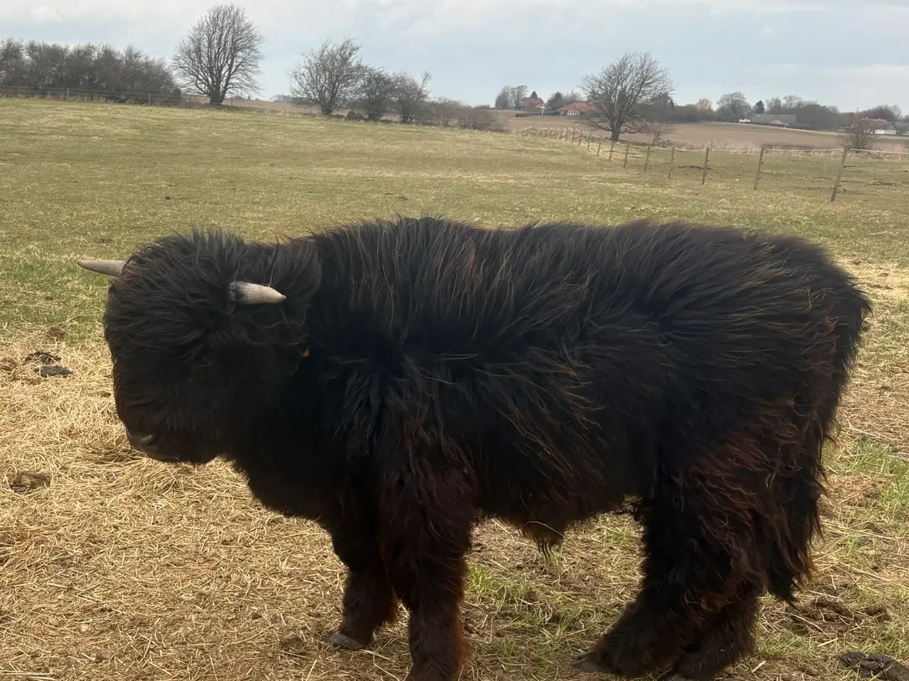 Billede 1 - Skotsk Højlands Tyrkalv