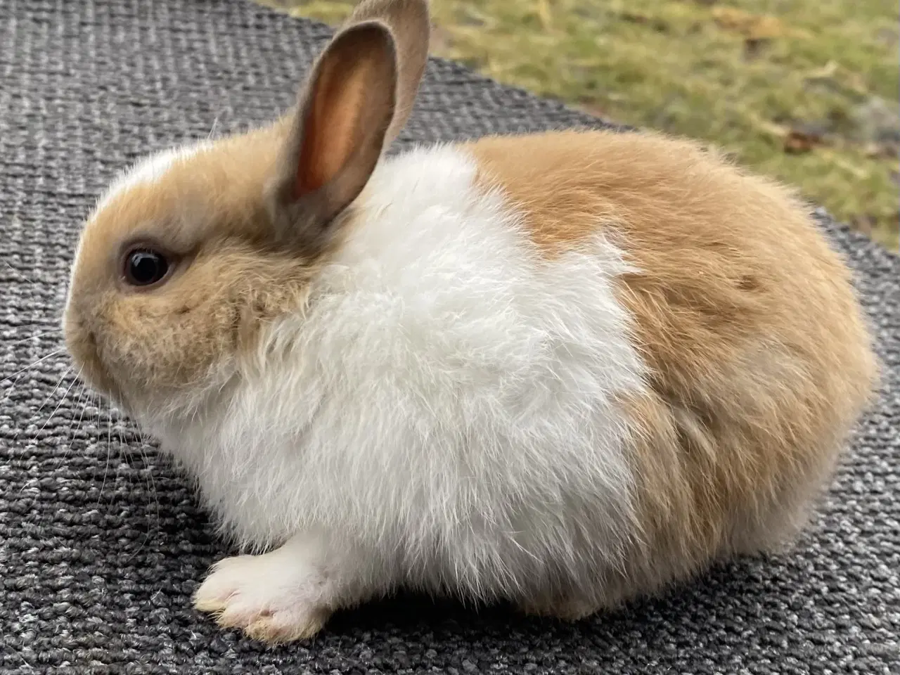 Billede 5 - HOLLÆNDER HAN MADAGASCAR