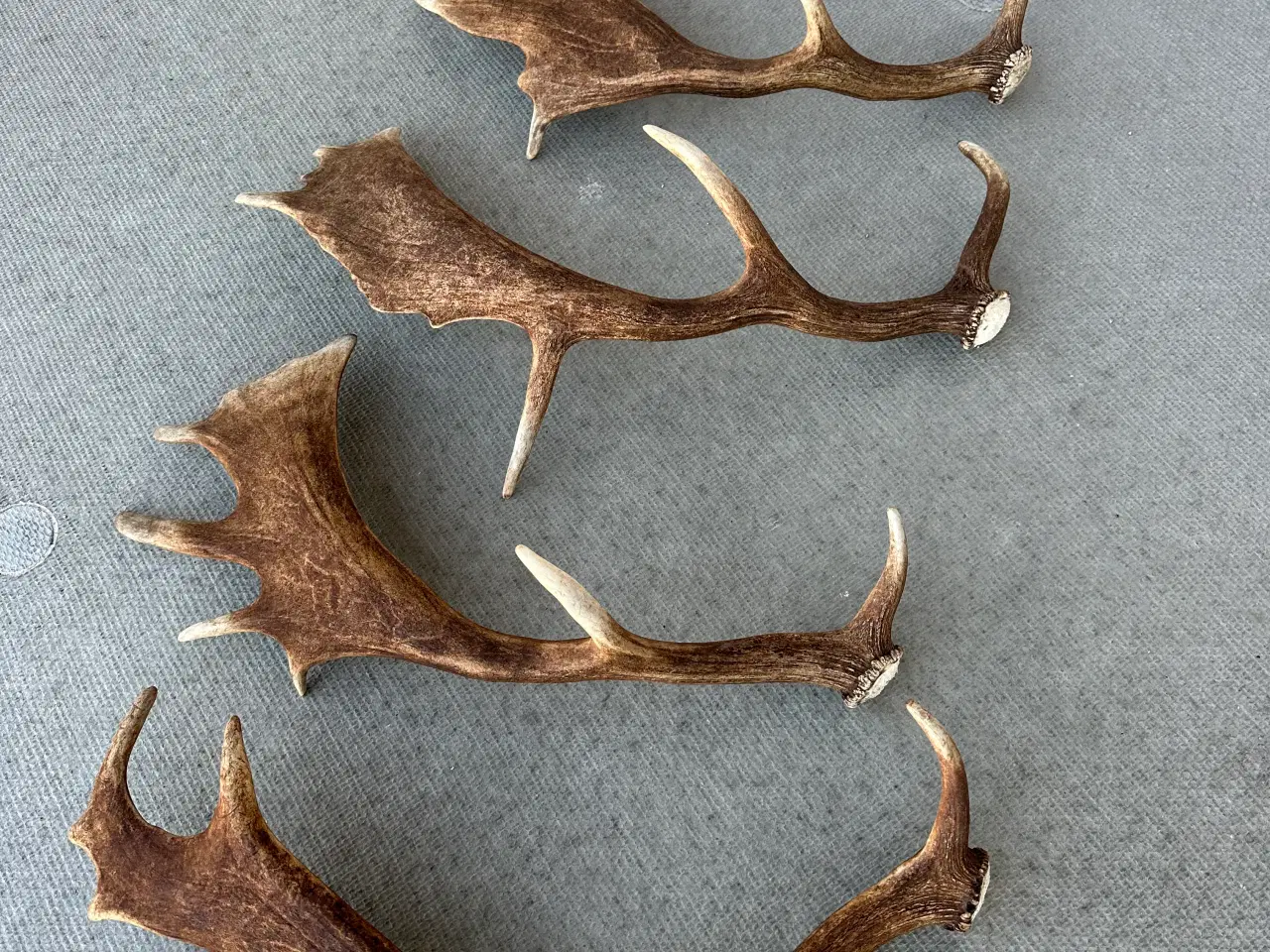 Billede 3 - Fine kastestænger fra dåhjorte sælges