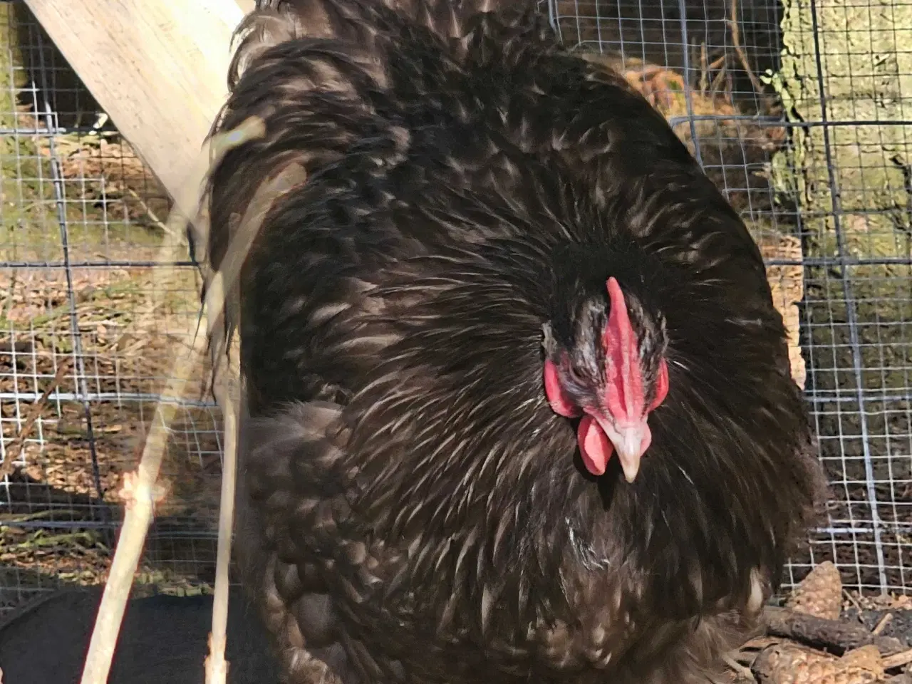 Billede 3 - 2 Chokolade orpington haner 