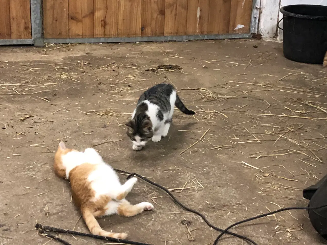 Billede 8 - Killinger