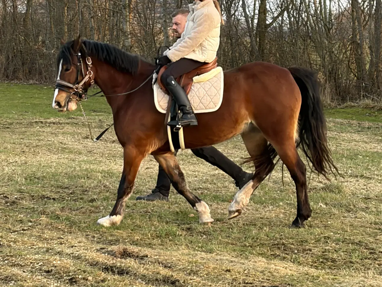 Billede 1 - Welsh Hoppe 