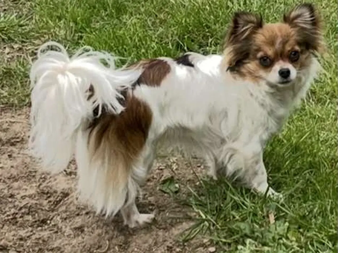 Billede 11 - Chihuahua hvalpe