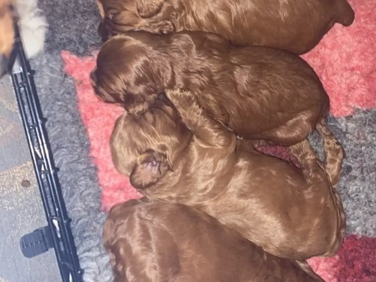 Billede 2 - Cavapoo babyer
