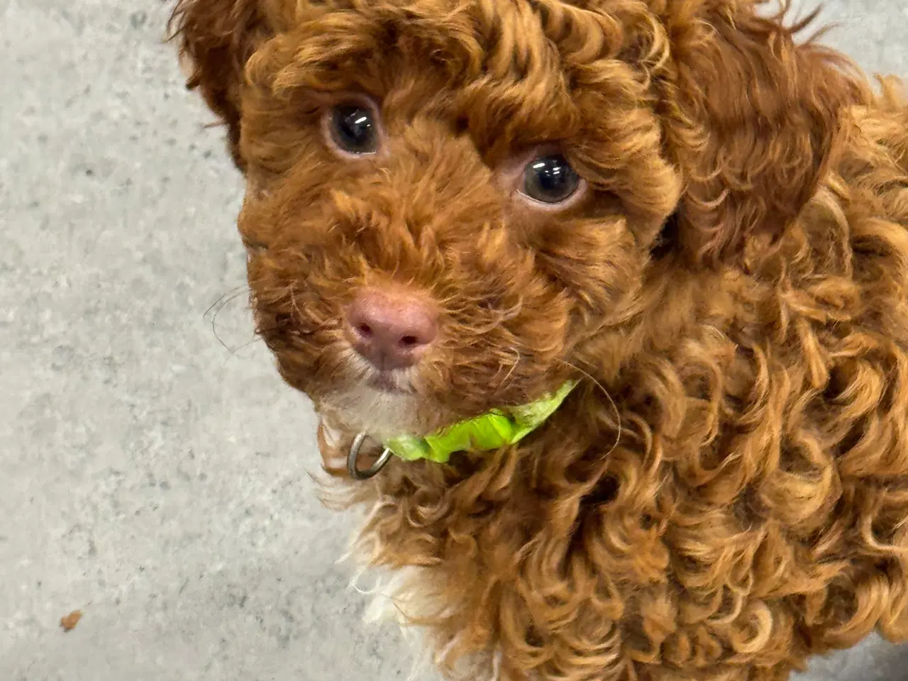 Billede 5 - Maltipoo  få rejseklar 