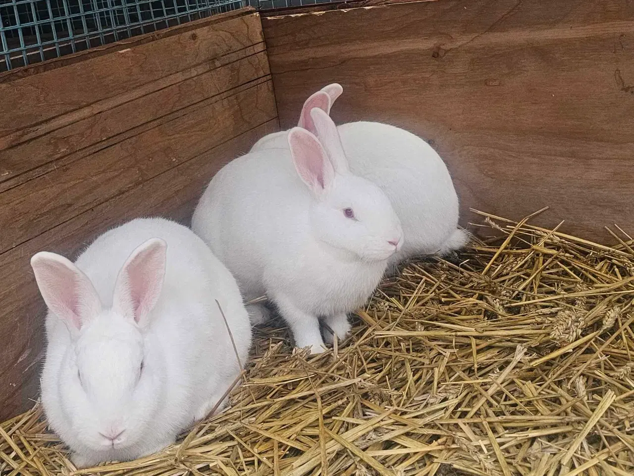 Billede 2 - Hvid landkaniner 