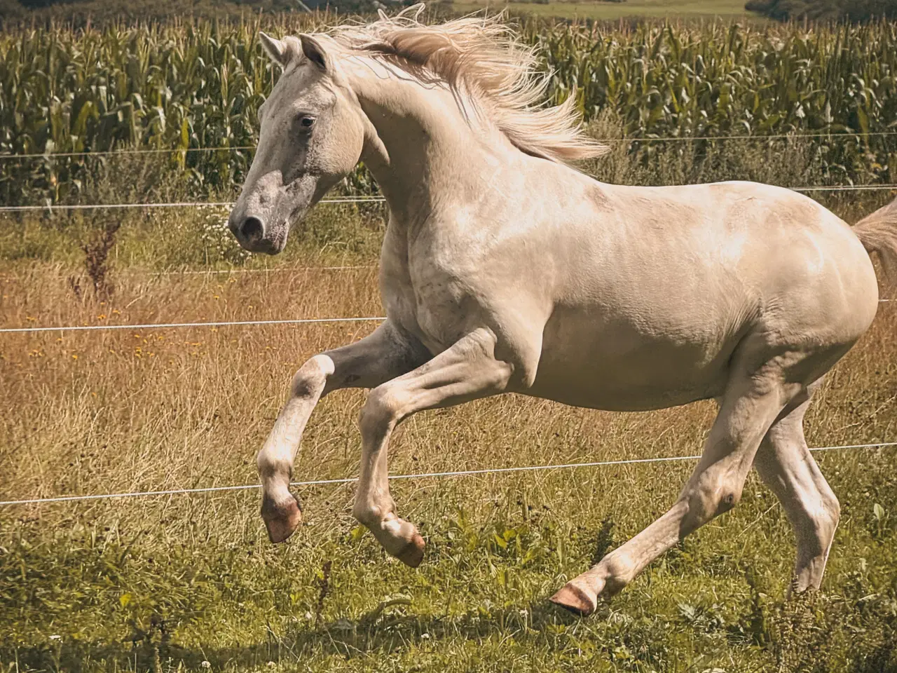 Billede 1 - Knapstrupper vallak fra 2024
