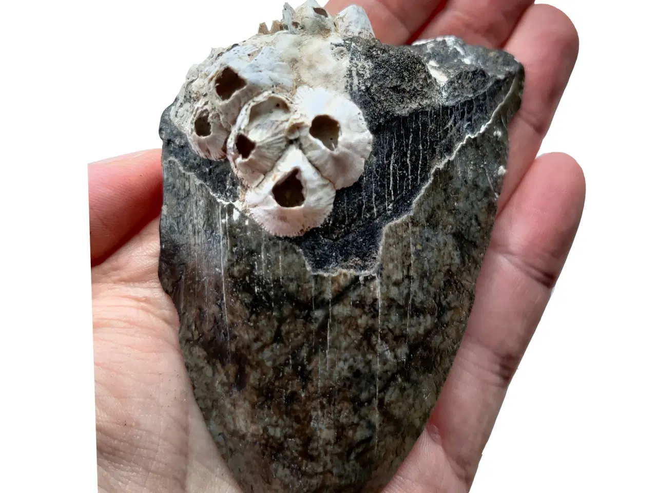 Billede 3 - Megalodon tand 10,1 cm