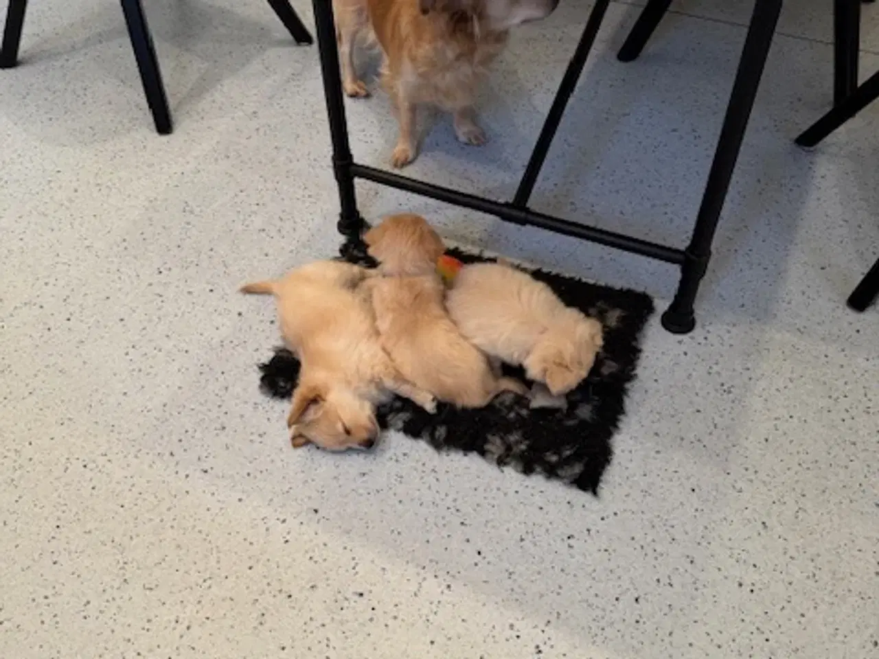 Billede 13 - Små uldtotter søger nyt hjem