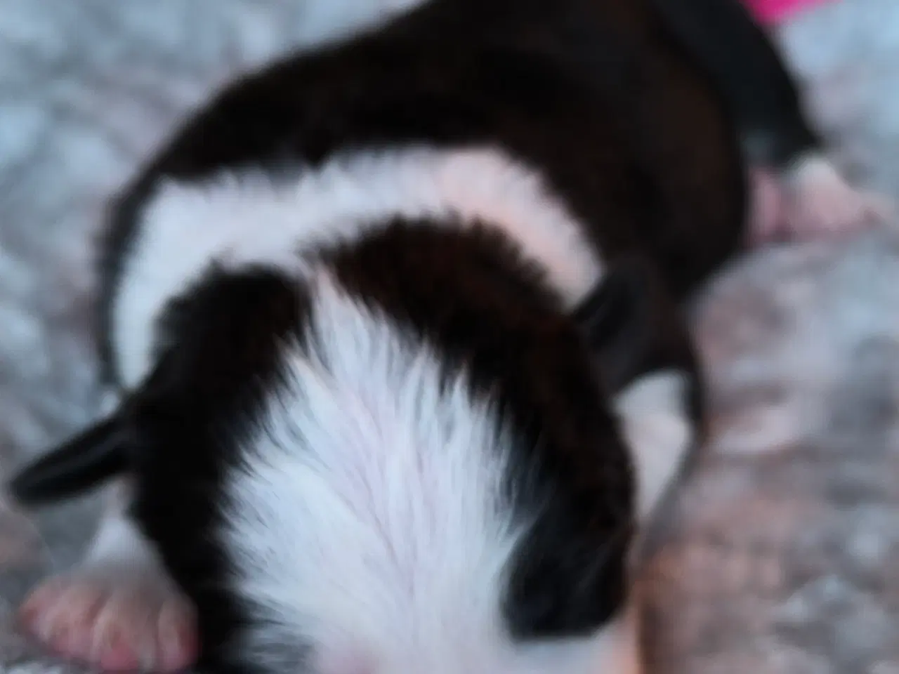 Billede 2 - Hvalpe  stamtavle FC-I Border Collie ADHD, Agility