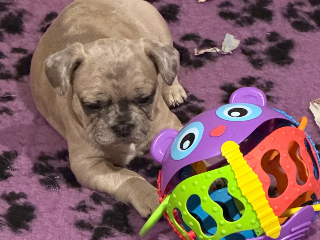 Billede 9 - Fransk Bulldog