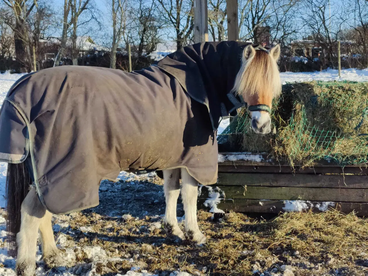 Billede 4 - Fjordhest Marius Skovå 