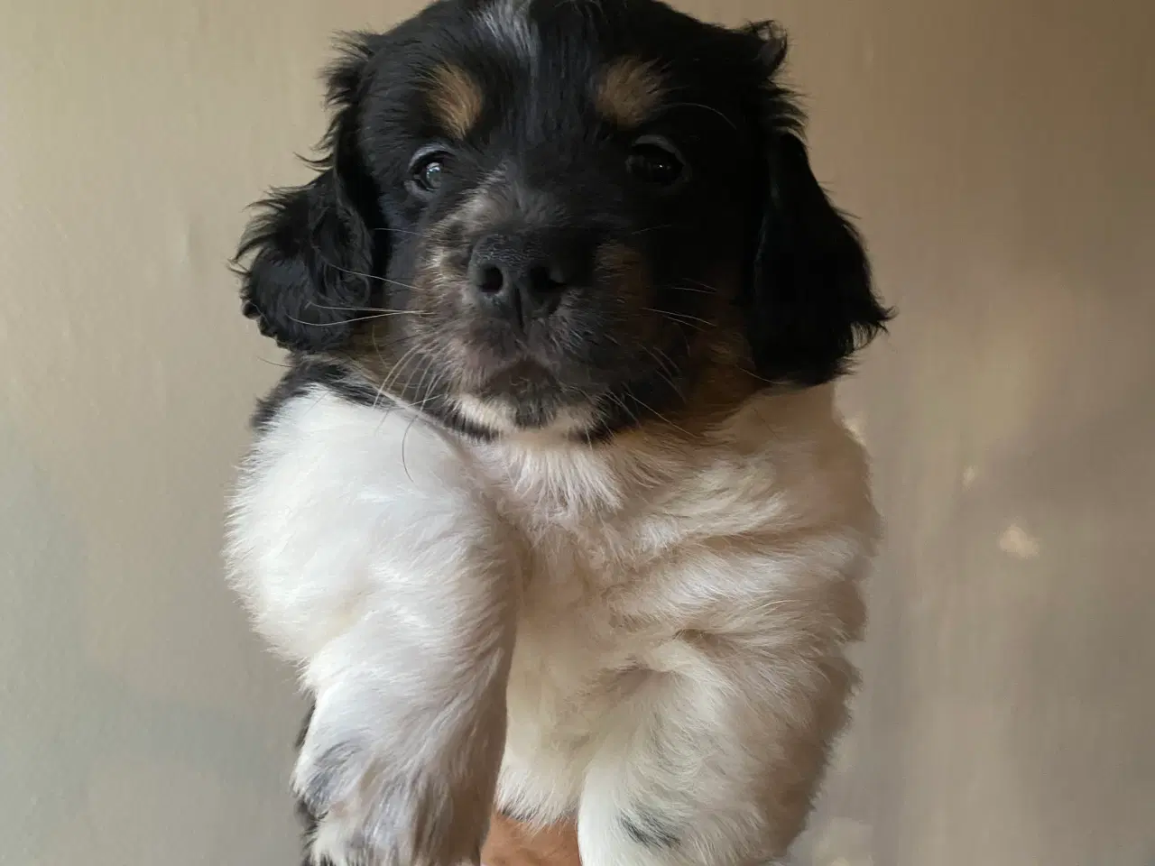 Billede 5 - Merle gravhunde mix standart