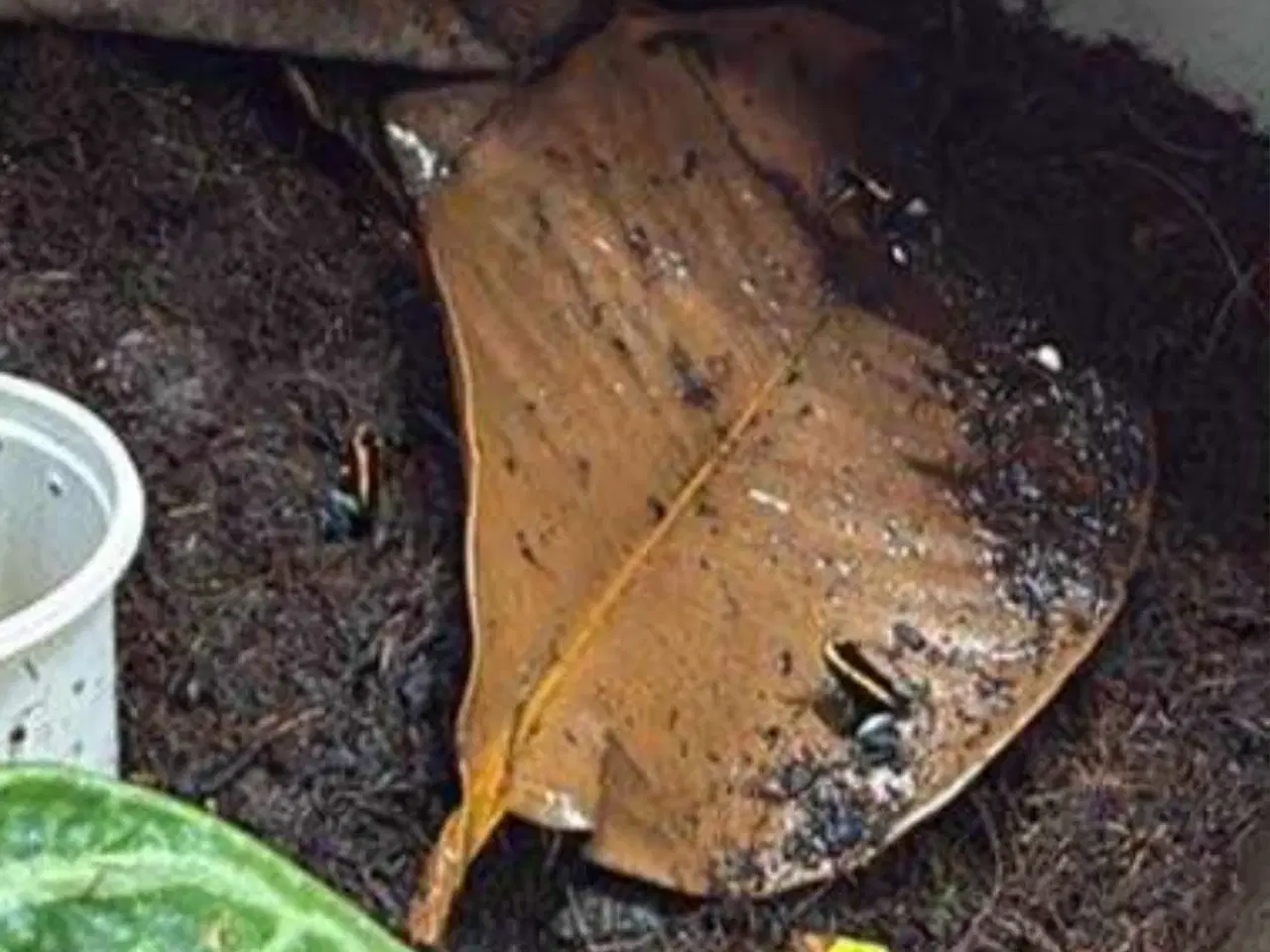 Billede 3 - Phyllobates aurotaenia gul