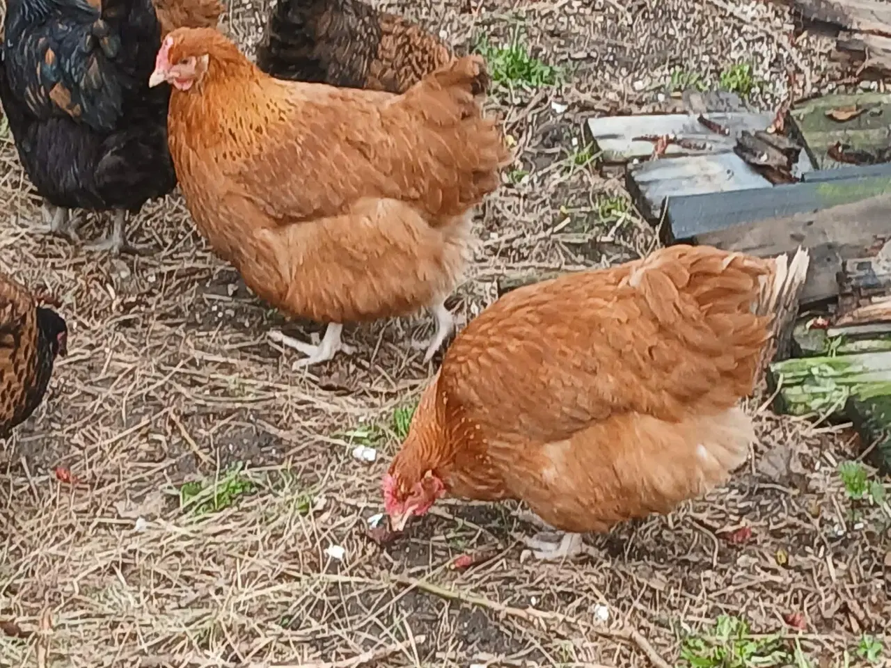 Billede 20 - Hønniker af store æglæggereø